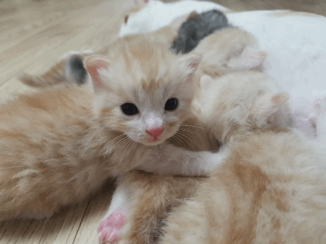 2주된 새끼 고양이(데이타주의) | 인스티즈