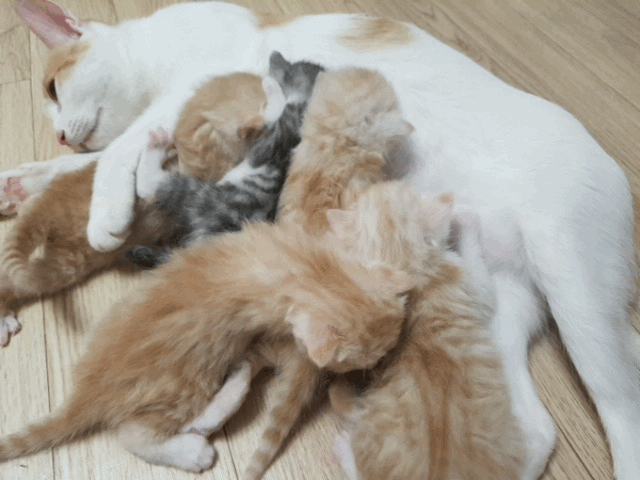 2주된 새끼 고양이(데이타주의) | 인스티즈