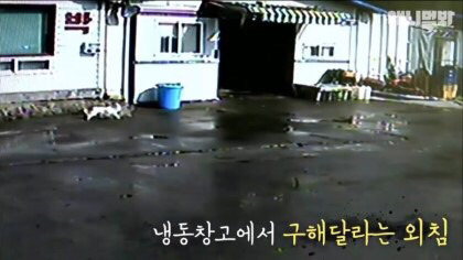 목숨을 구해준 강아지 | 인스티즈