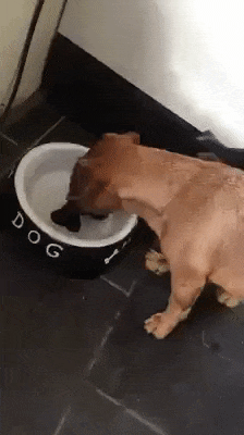 뼈다귀를 먹고싶었던 멍뭉이.gif | 인스티즈