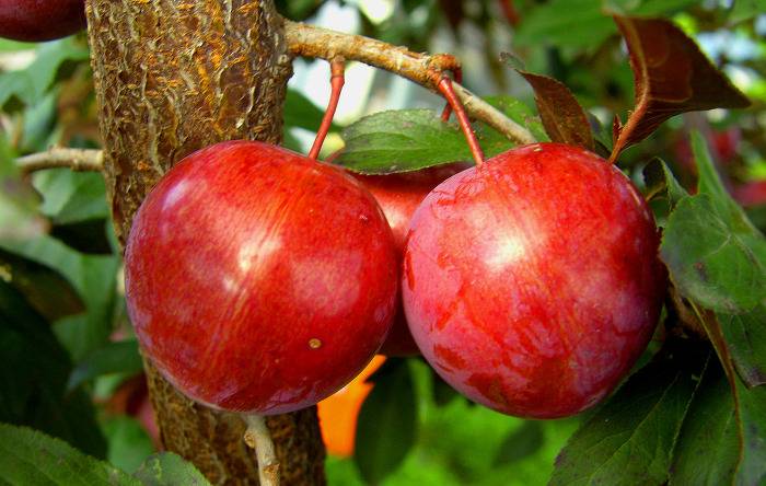  좀만 기다리면 먹을수 있는 과일들.jpg | 인스티즈