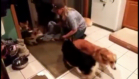 산책 후 강아지 | 인스티즈