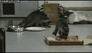 미국에서의 너구리 이미지ㅋㅋㅋ.gif | 인스티즈