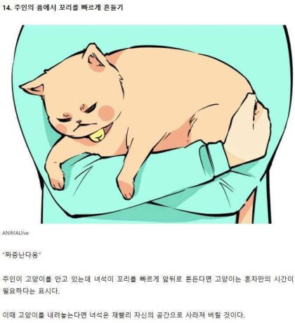 고양이의 감정을 알아보자 | 인스티즈