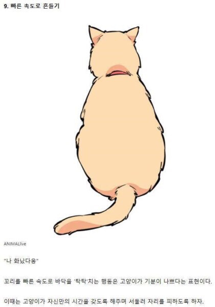 고양이의 감정을 알아보자 | 인스티즈