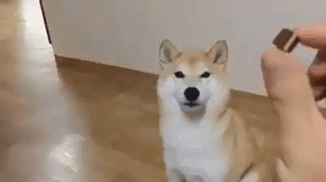 집사를애정하는고양이.gif | 인스티즈