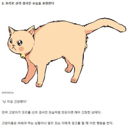 고양이의 감정을 알아보자 | 인스티즈