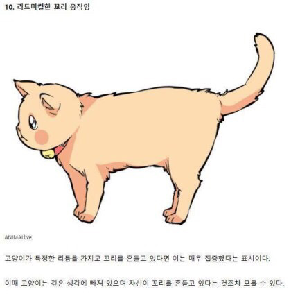 고양이의 감정을 알아보자 | 인스티즈