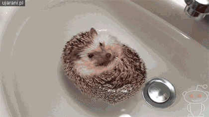 고슴도치.gif | 인스티즈