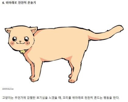 고양이의 감정을 알아보자 | 인스티즈
