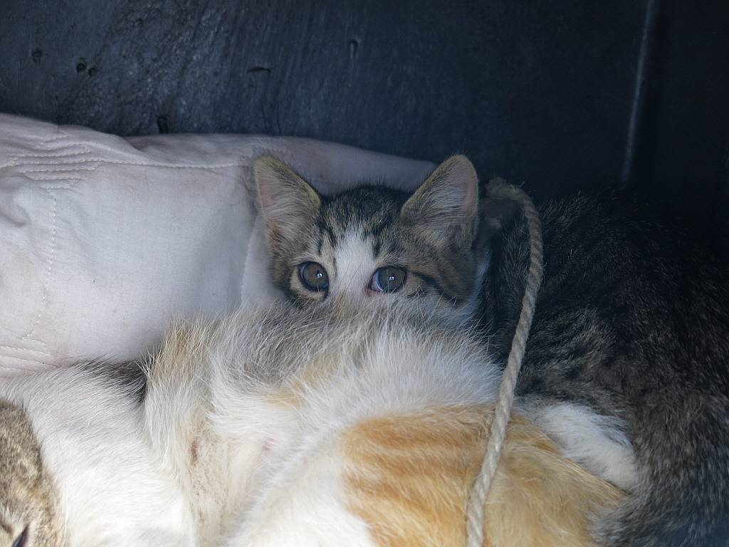 길냥이 이야기 | 인스티즈