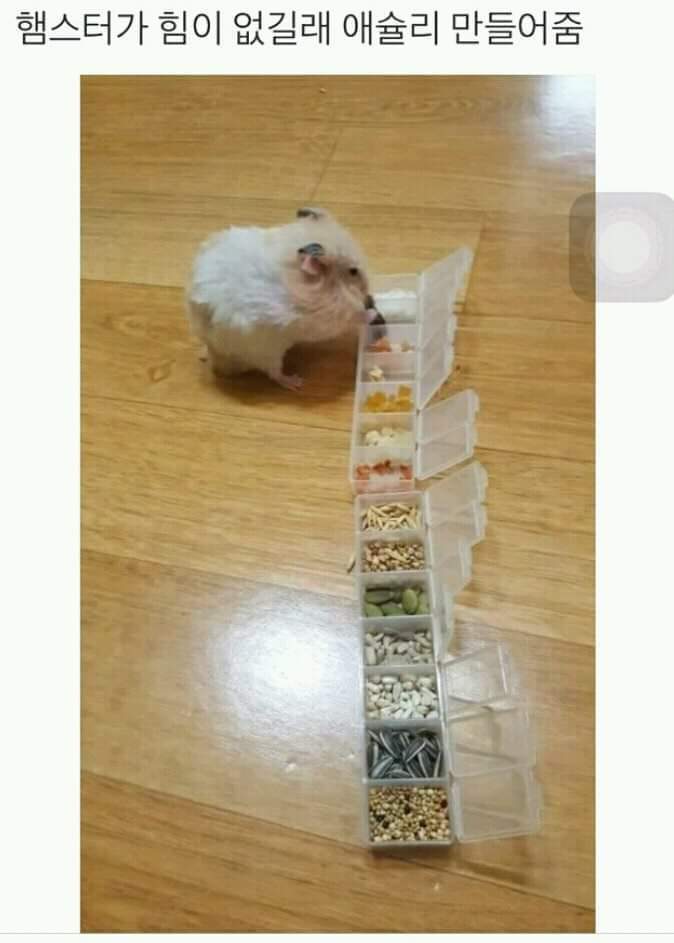 햄스터가 힘이 없길래 애슐리 만들어줌 | 인스티즈