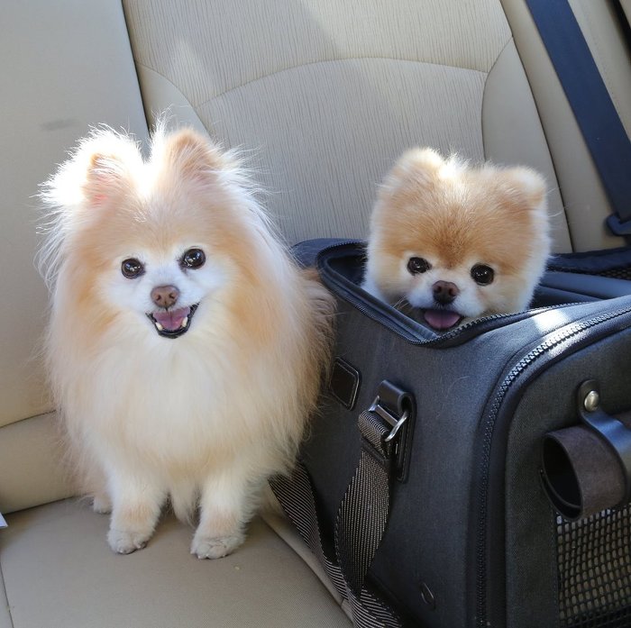 견종 이야기 - 포메라니안 | 인스티즈