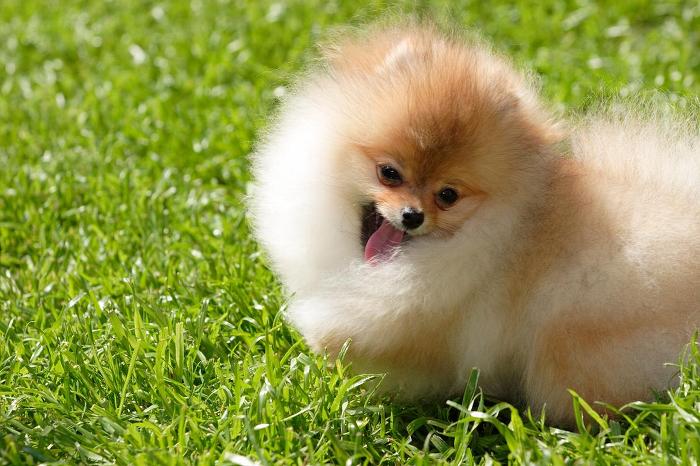 견종 이야기 - 포메라니안 | 인스티즈