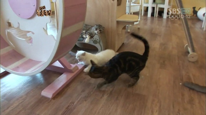 흥미로운 고양이들의 세계 | 인스티즈