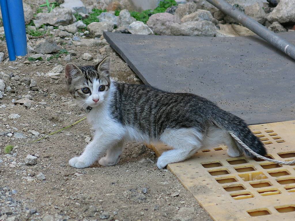 길냥이 이야기 | 인스티즈