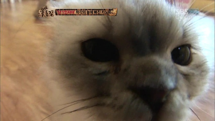 흥미로운 고양이들의 세계 | 인스티즈