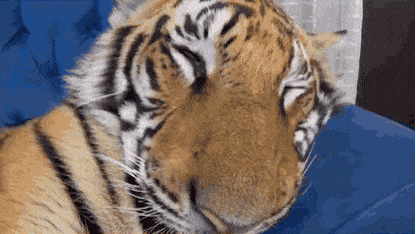 고양이 깨우는 방법.gif | 인스티즈