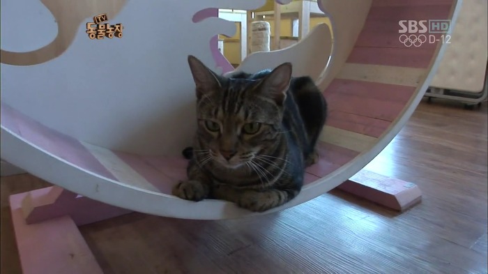 흥미로운 고양이들의 세계 | 인스티즈