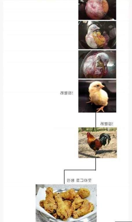 닭의 인생 | 인스티즈