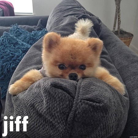 견종 이야기 - 포메라니안 | 인스티즈