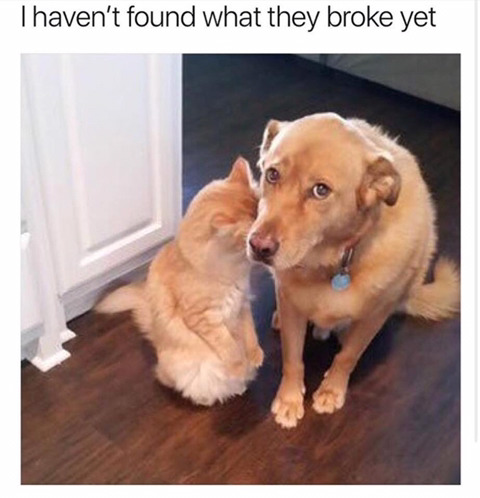 반려동물 키우는 사람만 느낄 수 있는 리얼한 공포 | 인스티즈