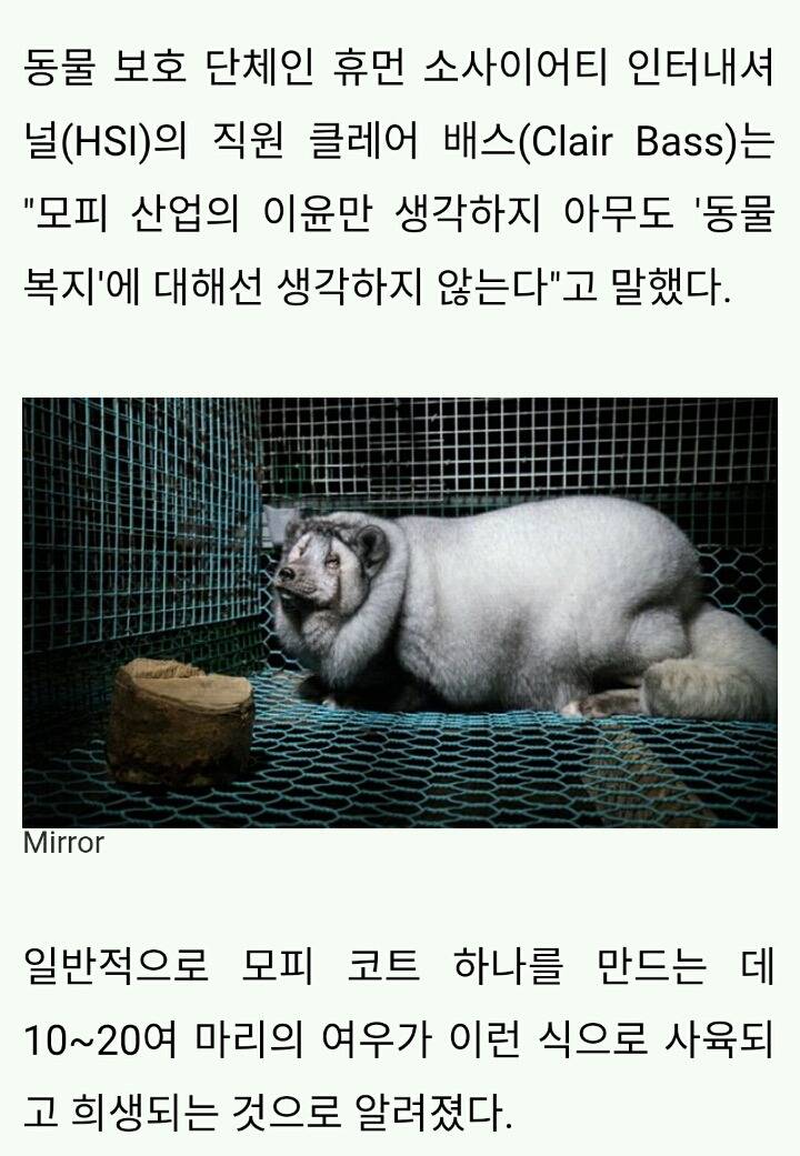 대형모피 얻으려는 사람들이 일부러 살찌워 눈도 못 뜨는 여우들 | 인스티즈