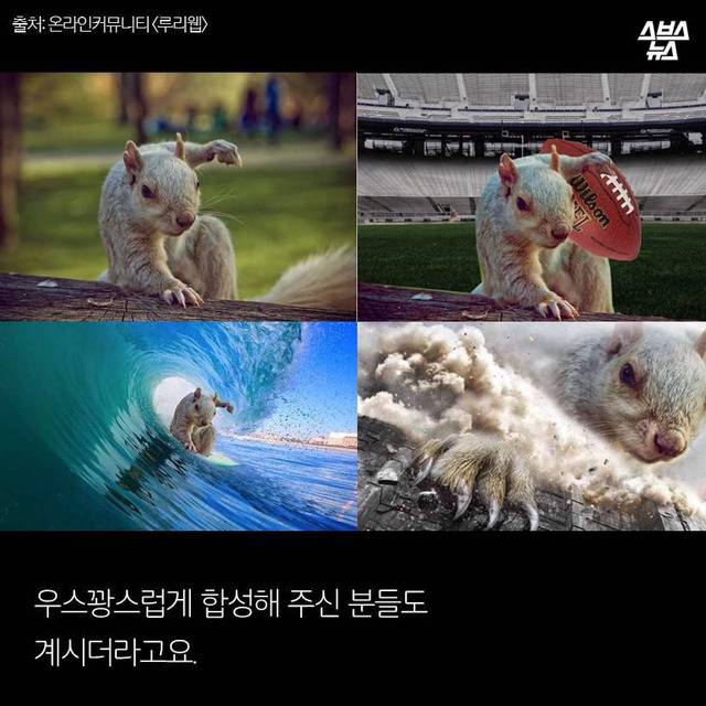 다람쥐 마블설의 진실 (feat.귀여움 뒤에 숨은 안타까운 사연ㅠㅠ) | 인스티즈