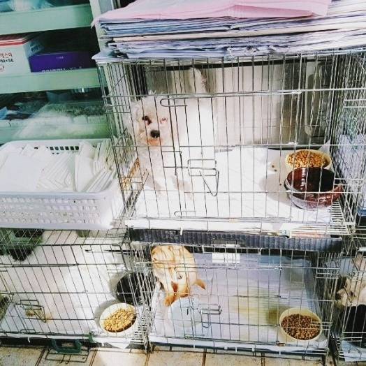 유기견이었던 우리 흰솜이가 두눈 실명위기에 처해있어 욕먹을 각오하고 글 올려.. | 인스티즈