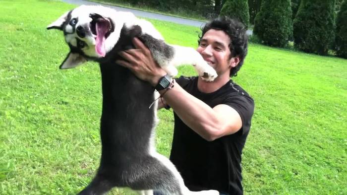 견종 이야기 - 시베리안 허스키 | 인스티즈