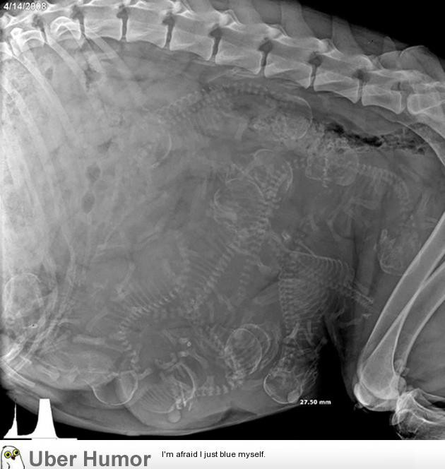 임신한 강아지 엑스레이...jpg | 인스티즈