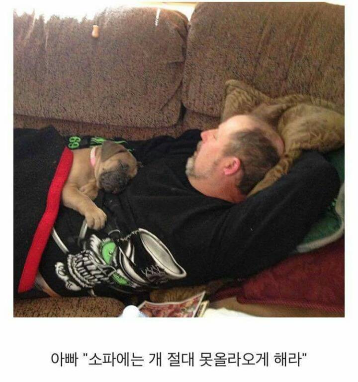 아빠 개 싫어한다 | 인스티즈