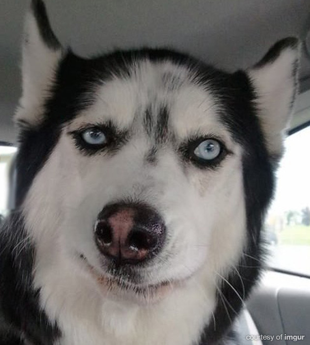 견종 이야기 - 시베리안 허스키 | 인스티즈