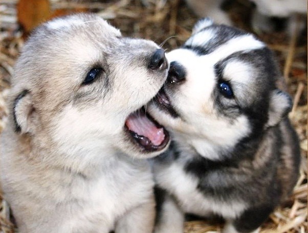 견종 이야기 - 시베리안 허스키 | 인스티즈