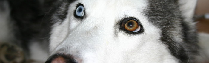 견종 이야기 - 시베리안 허스키 | 인스티즈