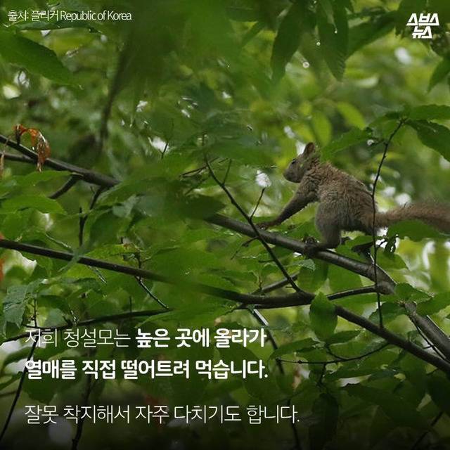 다람쥐 마블설의 진실 (feat.귀여움 뒤에 숨은 안타까운 사연ㅠㅠ) | 인스티즈