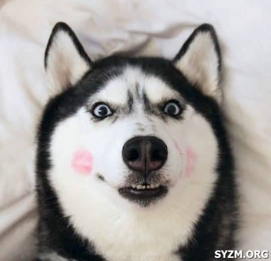 견종 이야기 - 시베리안 허스키 | 인스티즈