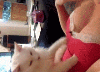 마사지 좋아하는 고양이.gif | 인스티즈