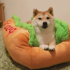 귀여운 핫도그 | 인스티즈