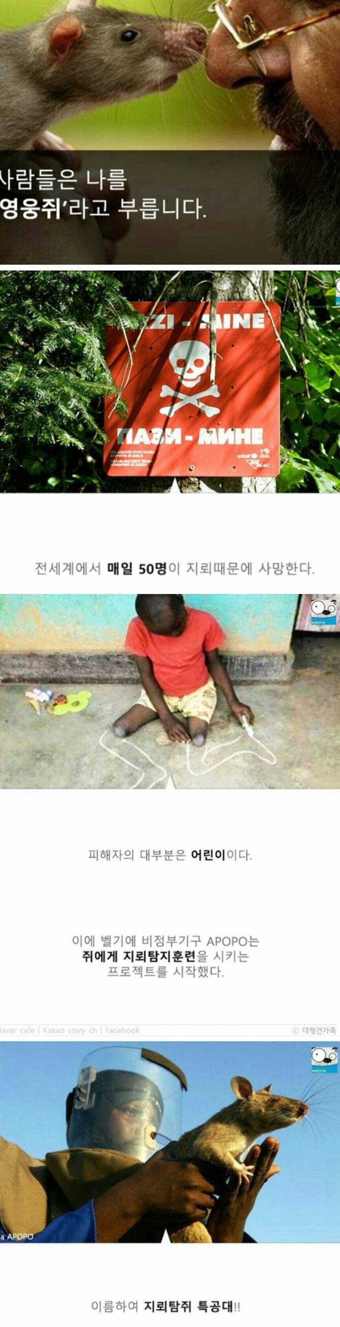 성공률 100％ 사망률 0％ | 인스티즈