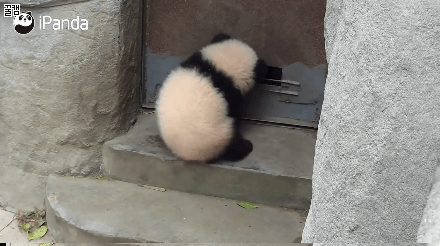 탈출 시도하는 아기판다.gif | 인스티즈