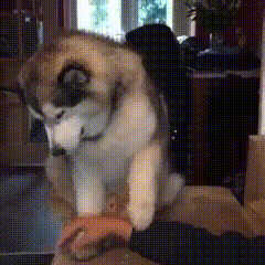 더 하라니깐?.gif | 인스티즈