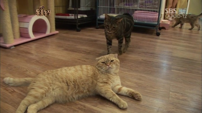 흥미로운 고양이들의 세계 | 인스티즈