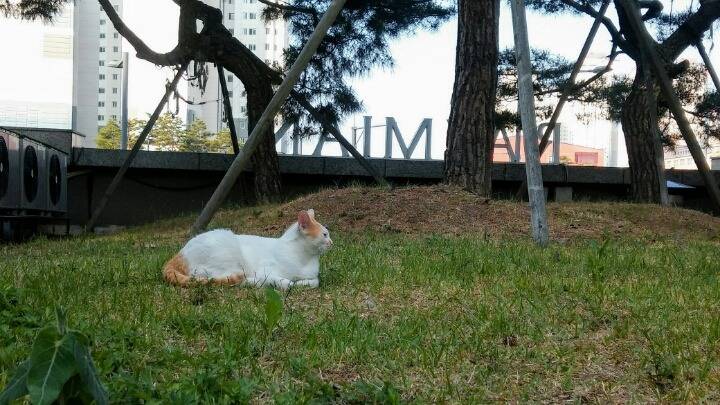 제가 돌보는 길냥이에요~6 feat.아침 일상 | 인스티즈