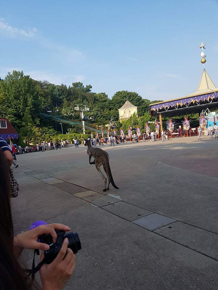 오늘자 혼돈의 에버랜드 | 인스티즈