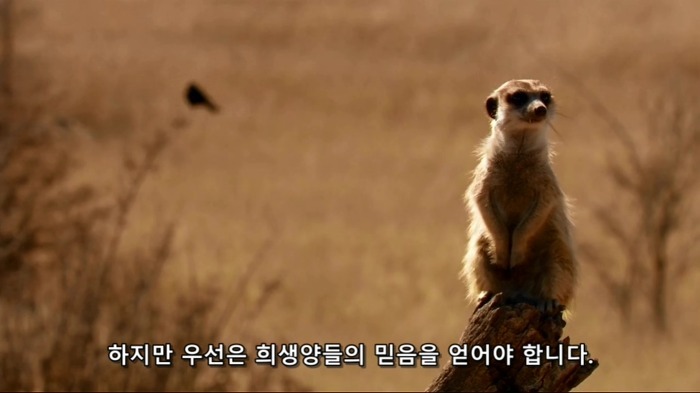 까마귀의 지능에 대한 고찰.jpg | 인스티즈