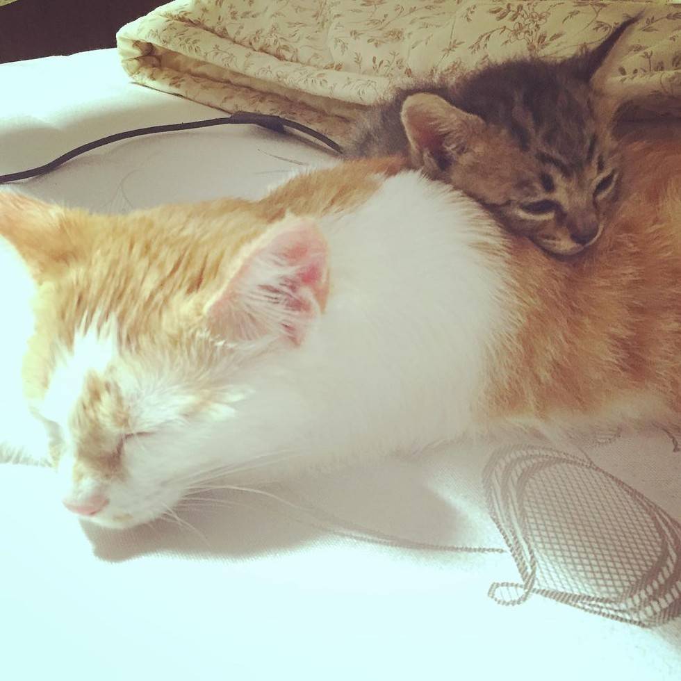 집사가 데려온 아가냥이를 내새끼처럼 보살피는 냥햏.jpg | 인스티즈