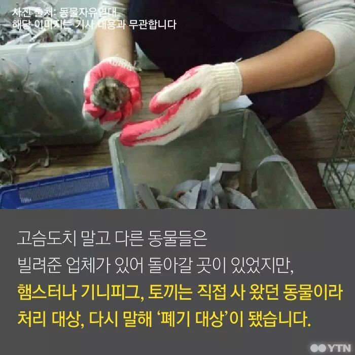 햄스터가 폐기물인가요? | 인스티즈