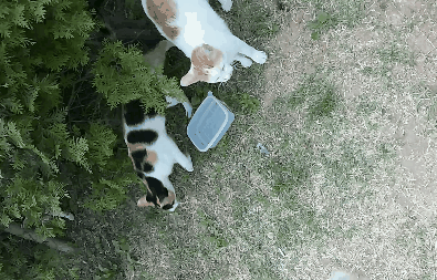 제가 돌보는 길냥이에요~6 feat.아침 일상 | 인스티즈