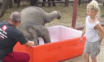 목욕하는 아기 코끼리.gif | 인스티즈